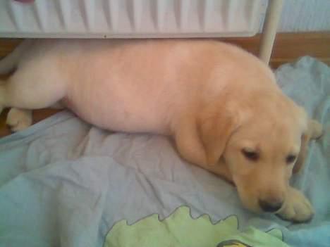 Labrador retriever Nellie - Nellie 8 uger billede 1