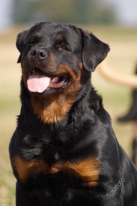 Rottweiler Anna... Mors pige... RIP. - Er hun ik bare lækker... ??? billede 13