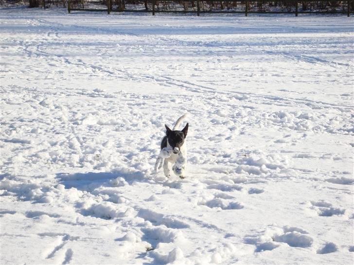 Blanding af racer Kira billede 11