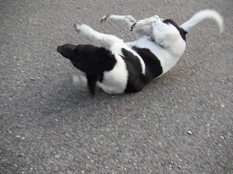 Blanding af racer Kira - ruller rundt billede 12