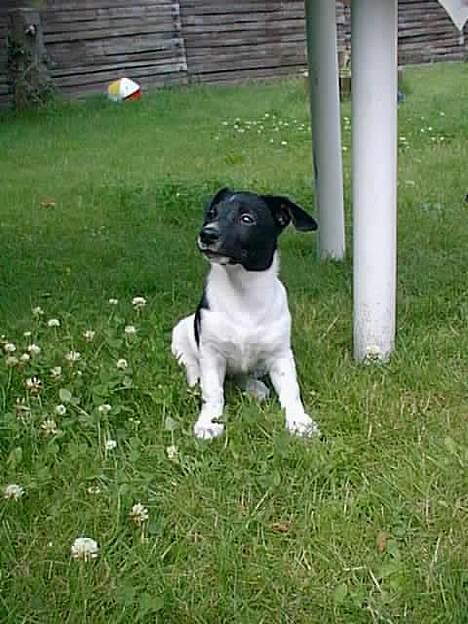 Blanding af racer Kira - Kira 9 uger billede 13