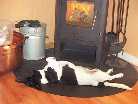 Blanding af racer Kira - Hygger foran brændeovnen billede 14