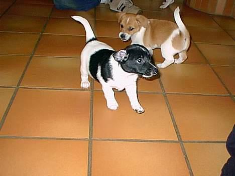 Blanding af racer Kira - Kira 5 uger billede 15