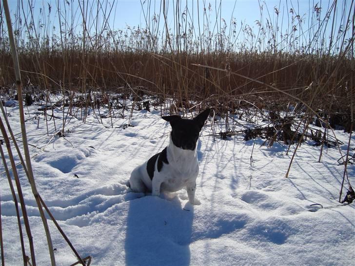 Blanding af racer Kira billede 16