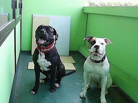 Blanding af racer cæzar(død) billede 10