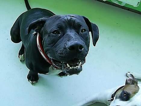 Blanding af racer cæzar(død) billede 11