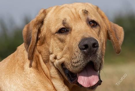 Broholmer Thor... evigt savnet.RIP - Charmetrold ???  billede 10