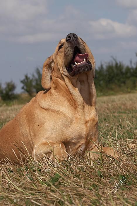 Broholmer Thor... evigt savnet.RIP billede 11