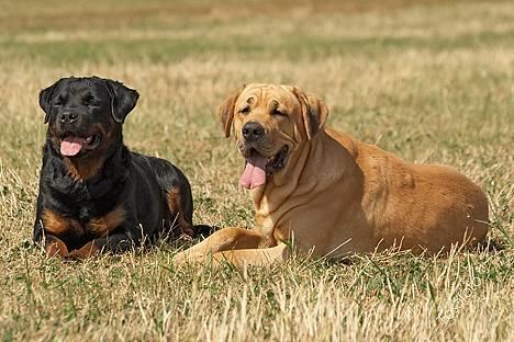 Broholmer Thor... evigt savnet.RIP - Mig og damen -  billede 12