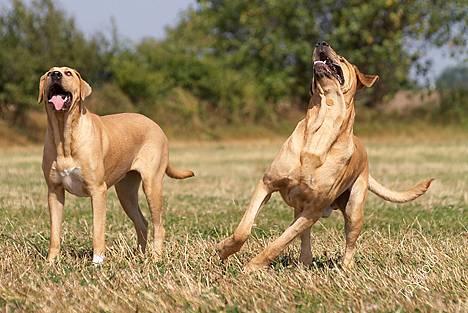 Broholmer Thor... evigt savnet.RIP - JEG HAR DEN JEG HAR DEN JEG HAAAAR DEN.... billede 13