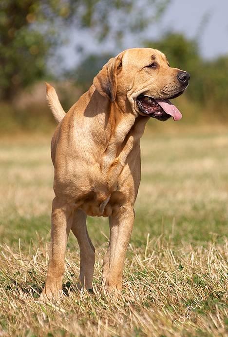 Broholmer Thor... evigt savnet.RIP - DAMN - hvor jeg elsker den hund....... billede 14