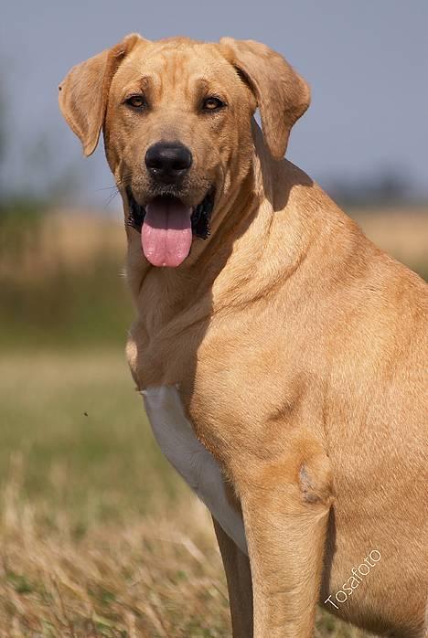 Broholmer Idun, Dronningen - Dunse billede 11