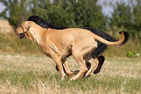 Broholmer Idun, Dronningen - Dunse billede 12