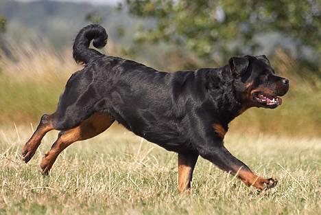 Rottweiler Anna... Mors pige... RIP. - Kommer nuuuu....  billede 14