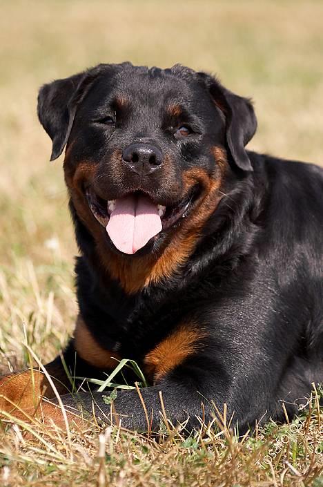 Rottweiler Anna... Mors pige... RIP. - Anna Pigen -  billede 15