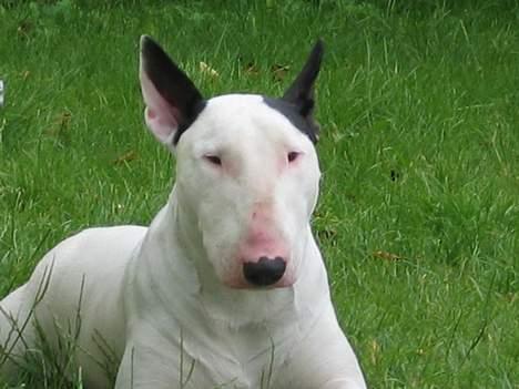 Bullterrier Nimbus billede 12