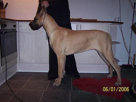 Grand danois Kørup´s Beth Hart - beth cirka 8 måneder billede 1