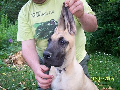 Grand danois Kørup´s Beth Hart billede 2