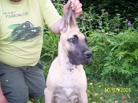 Grand danois Kørup´s Beth Hart billede 3