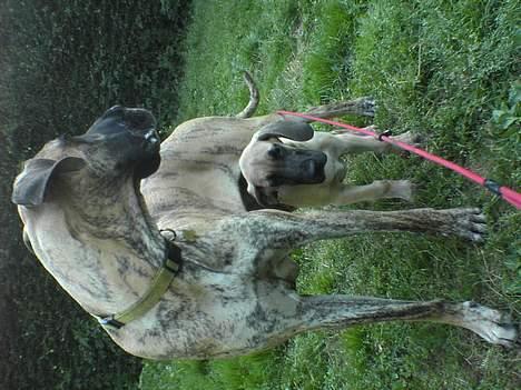 Grand danois Kørup´s Beth Hart - gymnastik til nakke musklerne billede 4