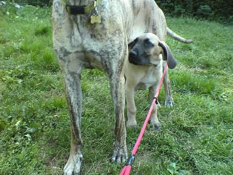 Grand danois Kørup´s Beth Hart billede 5