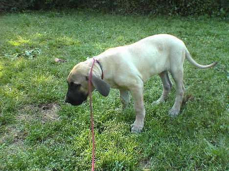 Grand danois Kørup´s Beth Hart - snoren er vi ikke glad for billede 6