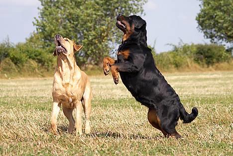 Broholmer Thor... evigt savnet.RIP - Thor & Anna... billede 15