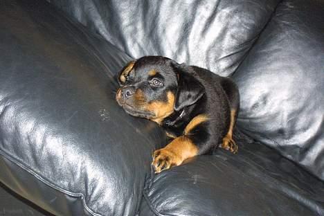 Rottweiler Anna... Mors pige... RIP. - Anna 8 uger gammel... billede 17