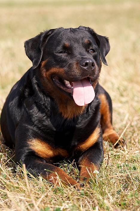 Rottweiler Anna... Mors pige... RIP. - Anna Pigen -  billede 18