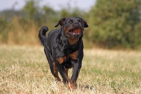 Rottweiler Anna... Mors pige... RIP. - Her kommer jeg - ss -  billede 19