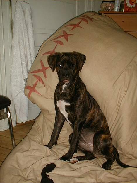 Amerikansk bulldog Nanna - MIN dyne.....Tak! billede 19