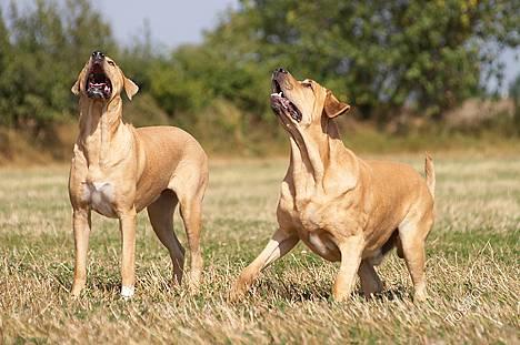 Broholmer Thor... evigt savnet.RIP - Thor & Dunse... billede 16