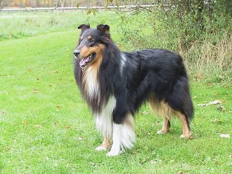 Collie langhåret Dancer In The Dark - Halse halse... billede 10