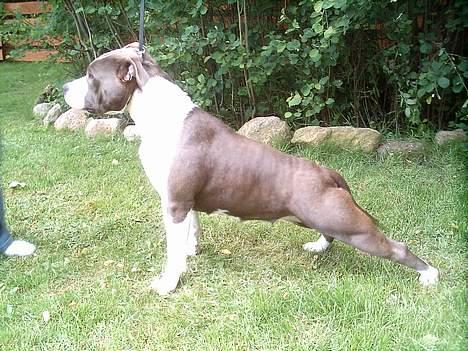 Amerikansk staffordshire terrier Sweet Dream Lesoto - Hej!! Jeg bliver kaldt Alabama.. Her prøver jeg at vise muskler 9mdr. gammel billede 1