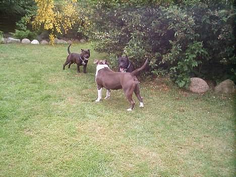 Amerikansk staffordshire terrier Sweet Dream Lesoto - Her er jeg sammen med nogle af buddyes..! billede 2