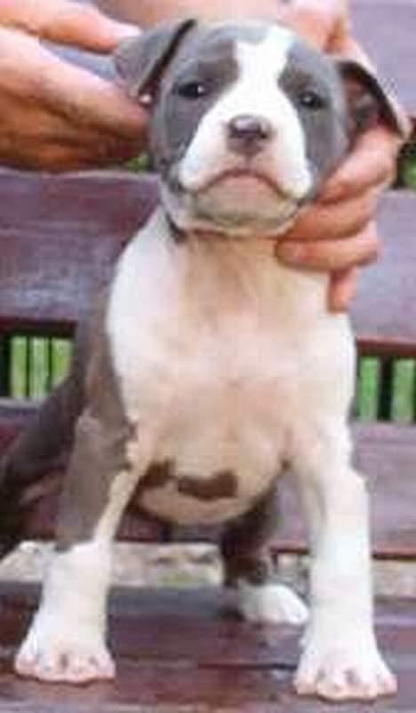 Amerikansk staffordshire terrier Sweet Dream Lesoto - Sådan så jeg ud 8uger gammel! før jeg begyndte at bruge sut :o) billede 3