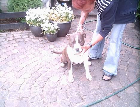 Amerikansk staffordshire terrier Sweet Dream Lesoto - Her er jeg 10mdr. og er begyndt med sutten..! billede 4