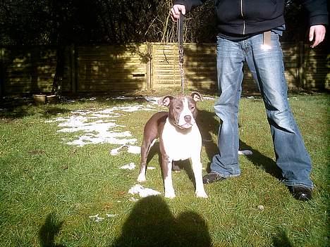 Amerikansk staffordshire terrier Sweet Dream Lesoto - Her stiller Silas mig op igen, igen.. billede 5