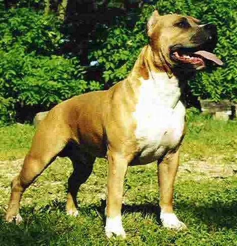 Amerikansk staffordshire terrier Sweet Dream Lesoto - Synes lige i skal se et flot billede af min far Big Tex! billede 6