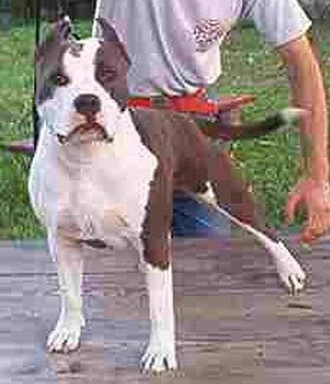 Amerikansk staffordshire terrier Sweet Dream Lesoto - Og det her er min mor Blue Moon.. billede 7