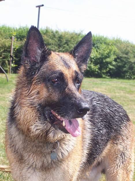 Schæferhund Bjørn * aflivet :'/ * - hej hej billede 11