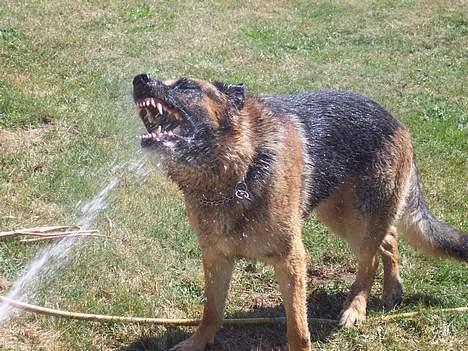 Schæferhund Bjørn * aflivet :'/ * - Jeg spiser det!! billede 14