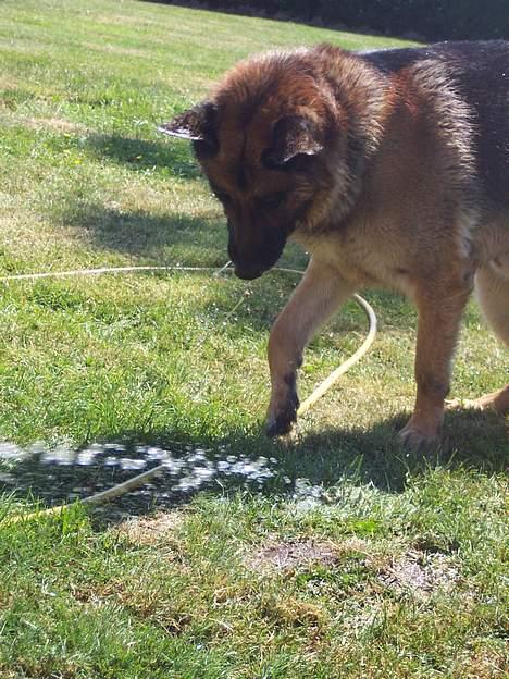 Schæferhund Bjørn * aflivet :'/ * - Hva dælen er det? billede 15