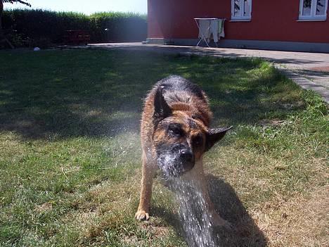 Schæferhund Bjørn * aflivet :'/ * - Ha, har snart spist det vand ;D billede 16