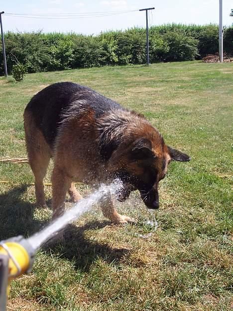 Schæferhund Bjørn * aflivet :'/ * - Hvor meget vand er der tilbage? billede 17