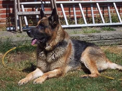 Schæferhund Bjørn * aflivet :'/ * - Passer lige på vandslangen mor ;) billede 18