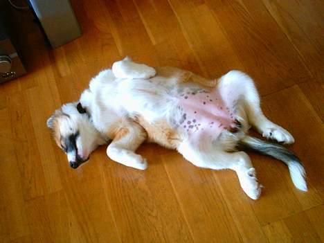 Islandsk fårehund Cinni billede 3