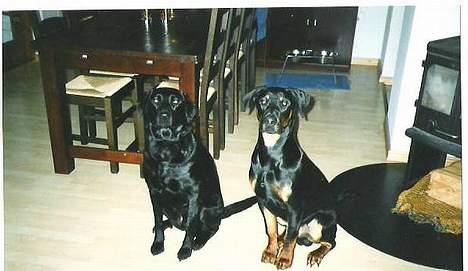 Dobermann Max - Mig og min storesøster Scully billede 7