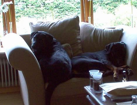 Dobermann Max - Jeg var her altså først, søster. billede 8