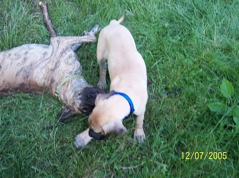 Grand danois Kørup´s Beth Hart - du skal ikke nappe mig billede 7